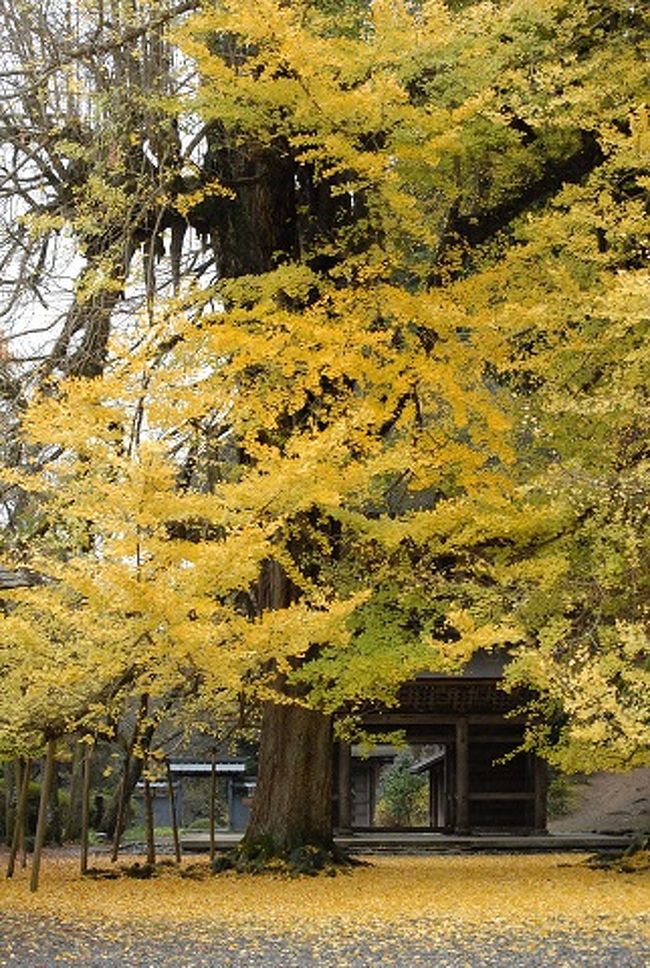 多摩川の支流の中でも最大といわれる秋川は豊かな清流で「秋川渓谷」と呼んでいます。新緑、紅葉など四季折々に表情を変える景色は見ごたえたっぷりです。銀杏の樹木が綺麗に色ずいて見事な境内に