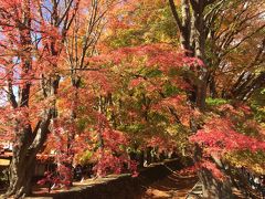 ～もみじ回廊＆河口湖日帰り旅～