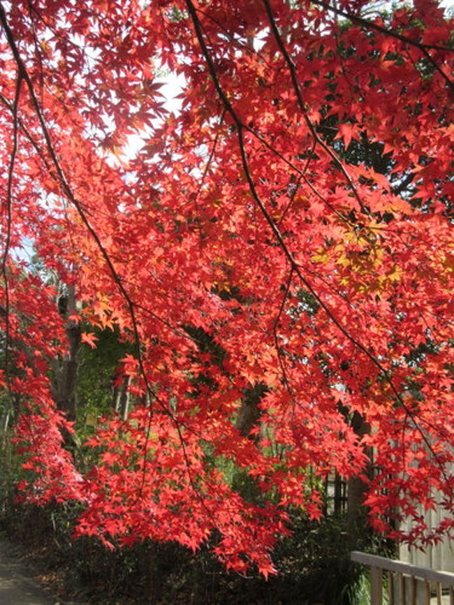 近くの柏の葉公園の紅葉が見ごろを迎えています。<br /><br />公園内にある日本庭園に行ってきました。<br />