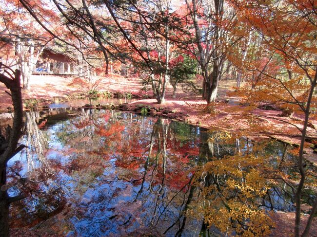 テレビで見た紅葉映す雲場池<br />ジッチャンが行きたいと言いました!<br /><br />ではでは 行きましょう♪秋の行楽シーズン お出かけです(^ー^)ノ<br /><br />先ずは 妙義神社<br />「モミジに映える妙義山」と上毛かるた に歌われているので<br />ぜひ 寄りたいとリクエスト(^◇^)<br /><br />妙義山 この独特の形!♪♪イイですね~<br />妙義神社も期待以上に美しい神社でした<br /><br />軽井沢ハルニレテラス沢村でランチをしてから雲場池へ!<br /><br />来れる時期が少し遅くなってしまったので<br />池の紅葉には遅かったのですが 近くの紅葉の美しいこと(o^^o)<br /><br />別荘地の紅葉も終盤とは言え 良い雰囲気です<br /><br />続いて鬼押出し園へ<br />こちらのワイルドな奇岩は言うまでもありませんが<br /><br />展望台からの眺めが素晴らしい<br />一面に広がる北軽井沢の黄色い森が眼下に広がります<br /><br />今日は かなりおとなしいものの 浅間山が時々 噴煙を出したり<br />足元深くから ドゴン と大地のドラムが響いたり<br />♪───O(≧∇≦)O────♪ 素晴らしい~<br /><br />鬼押出し園は意外にも 苔!<br />苔の花 に ヒカリゴケ<br /><br />意表を突かれた楽しさでした(o^^o)<br /><br />