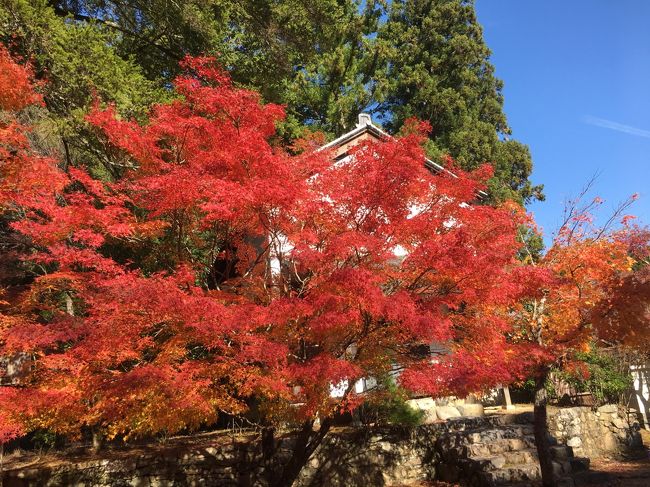 天気の良い秋の一日、京都へ紅葉を見に行ってきました。<br />高雄（高尾）栂尾（とがのお）槙尾（まきのお）の三尾（さんび）めぐり。<br />遙か昔の高校生の時、遠足で嵐山から高雄へ行ったり、<br />5年前の夏の日、やはり嵐山からハイキングで高雄へ行ったことがありますが、三尾にある神護寺、西明寺、高山寺を訪れたのは初めてです。<br />今回はバスで高雄まで行き、そこからお寺を巡りました。<br /><br />（覚え書き）<br />四条大宮→（京都バス）→高雄　520円<br />高雄　神護寺　拝観料　　600円<br />槙尾　西明寺　拝観料　　500円<br />栂尾　高山寺　入山料　　500円<br />　高山寺　石水院拝観料　800円<br />栂尾→（JRバス）→四条大宮　520円