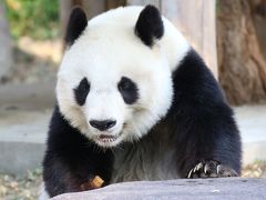 レッサーパンダの赤ちゃん求めて鯖江と神戸の動物園遠征とグルメの旅（５）王子動物園（午前編）キュートで短足なジャイアントパンダのタンタンちゃん＆コアラの子供の桜花ちゃん＆カピバラの四つ子の赤ちゃん＆カバの赤ちゃんの出目丸くん、会いたかった！