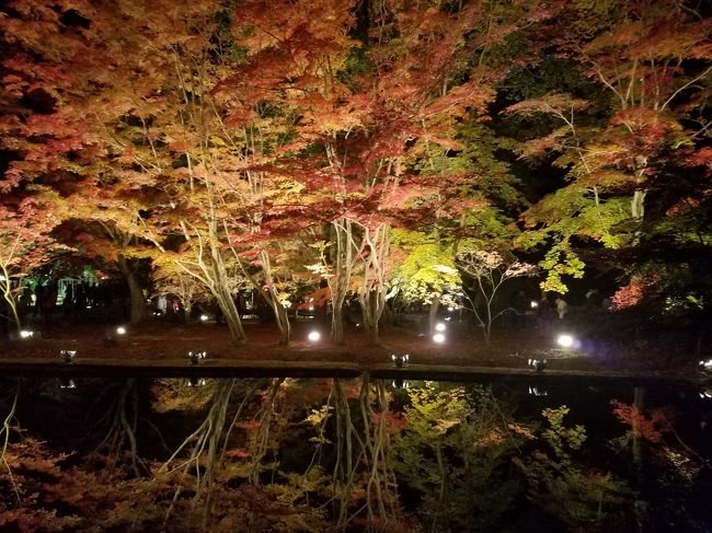 11月10日から始まった土岐市の「曽木公園もみじ祭り」に今年も行ってきました。曽木公園の紅葉は池に映る「逆さ紅葉」として有名で、幻想的な空間を見せてくれます。今年も夢の国に迷い込むため、家族を引き連れて45分のドライブです。ネットで調べると、かなり渋滞するとの事なので、3時半に出発！が、しかし・・・