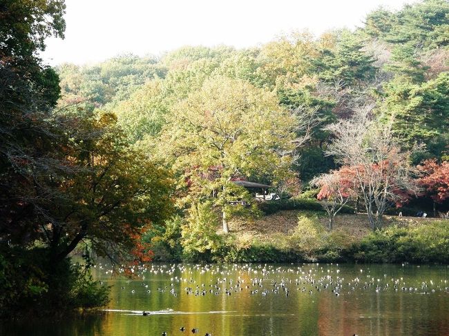 前日、都民の森から三頭山の山頂までも登れなく撤退したことが、気になって平坦なコースのリハビリウォーキングだけでは、登山に耐えられる筋肉はよみがえらないことを身を持って体験したことを実感した。<br /><br />そこで思い出したのが、埼玉県比企郡吉見町一帯の比企丘陵の八丁湖・黒岩横穴墓群や高負彦根神社の裏山・ポンポン山ハイキング等で紅葉を楽しみながら歩くことに妻と相談して二人で出かけた。<br /><br />比企郡吉見町の比企丘陵を紅葉と遺跡を求めて歩く・・・<br />①八丁湖一周ウォーキング<br />②ポンポン山（高負彦根神社）往復<br />③黒岩横穴墓群