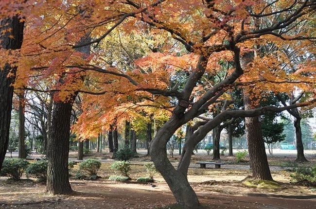 奥多摩路最後の紅葉風景は市内にあるわかくさ公園の紅葉です。