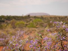 世界の中心で自然に触れる　エアーズロック編３　ウルルを眺めながら朝食を♪　これでウルルも見納め