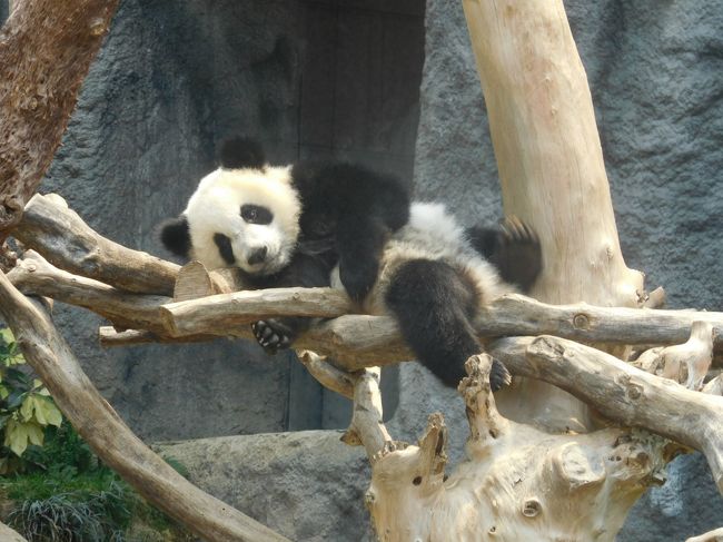 カジノ目的で行ったマカオですが、観光の比率が高い旅行になりました。<br />パンダを始めとする動物の可愛さに萌え萌え。<br />夜はカジノでバカラとスロットマシンをしていましたが、<br />カジノ内は撮影禁止なので、リアルな報告が出来ないのが残念。