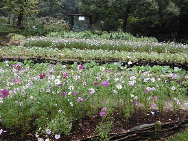 　神戸に出来たみなと温泉「蓮」に行ってみたくて計画した２泊３日の旅です。花が好きな３人の女子旅で温泉と花をテーマにしました。初日は、神戸の布引ハーブ園に行きました。天気がはっきりしなかったけれど可愛いケーブルカーで頂上駅に行き、いろんな花を楽しみました。コスモスやセージが満開で花を見ながらたくさん歩きました。園内のレストランでのランチは、ハーブティーが美味しかったです。イタリア料理のお店でした。<br />　お目当てのみなと温泉「蓮」は、思った以上のすばらしさで満足でした。時期を変えてまた行きたいと思っています。