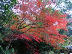 愛しませ丹波と　旬の蟹　香住松葉カニ祭りです