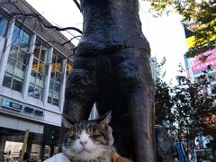 渋谷にもあの猫が・・・('_')　外苑前イチョウ並木が見頃