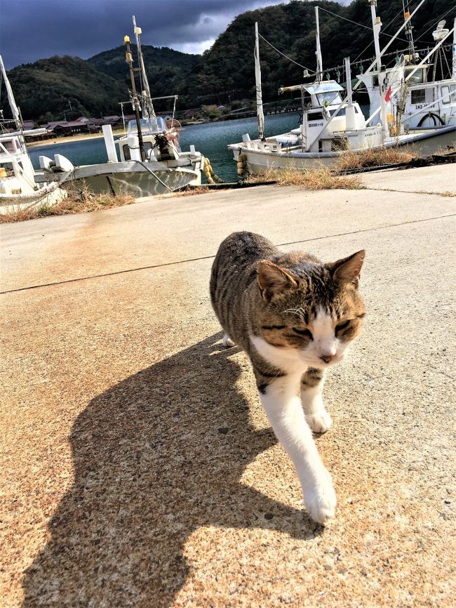 投稿日:2017年12月13日<br /><br />妊娠7か月の頃の旅行記です。<br />2日目は昼過ぎまで温泉津温泉をぶらぶらして松江に向かいました。<br />温泉津の温泉と猫に癒され、松江では宍道湖に沈む夕日を眺めて、夜は隠岐料理が食べられる居酒屋さんに行きました。