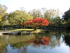 晩秋の大阪万博記念公園・自然文化園をの～んびり紅葉散歩。（2017）