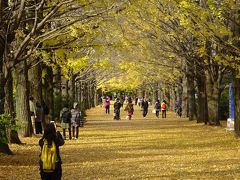 昭和記念公園　黄葉、紅葉まつり