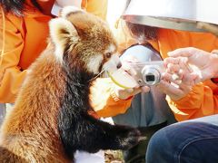 レッサーパンダの赤ちゃん求めて鯖江と神戸の動物園遠征とグルメの旅（２）西山動物園（前）超うらやましい飼育体験を傍観しながらフルーツ盛りを味わうレッサーパンダたちの可愛い姿をいつもより長く堪能！