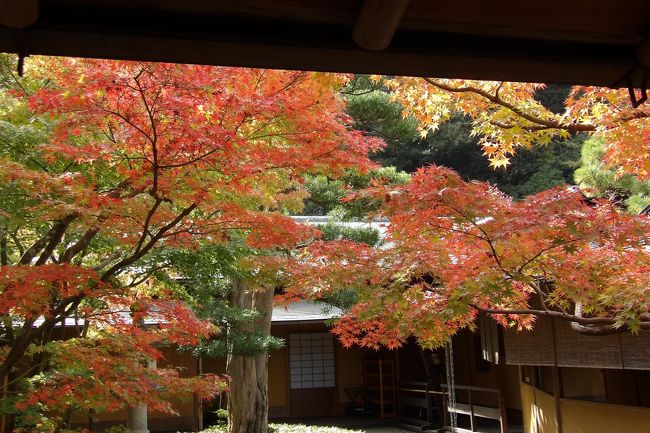 　鎌倉市浄明寺5にある一条恵観山荘は今年の6月から庭園と建物内部が公開されるようになった。先週の木曜日に前を通って公開中であることを知った。しかし、カメラのバッテリーが3個ともに切れていたので、残念ではあるが後日出直すことにした。そして晴天の11月10日に再び訪れた。<br />　一条恵観山荘庭園は京都・西加茂から鎌倉・浄明寺に移築されて30,000坪からほんのちっぽけな広さの庭に変わってしまったが、滑川（なめりがわ）とその対岸までを借景にして鎌倉では他では味わえない水辺の庭園の風情を満喫できる。また、「一条恵観山荘　庭園図」には滑川には翡翠（かわせみ）が描かれているが、実際にこの後に上流の泉水教会前の滑川水面を下流に向かって飛んでいる翡翠を見たので翡翠がいることは確かだ。<br />　翌日には再々訪問して、ここの庭師に開花している鎌倉タンポポの鉢と今日明日にも開花しそうな横浜タンポポの鉢を渡し、栽培して増やしてくれるようにお願いし、快く受け取ってもらった。こうした築400年近い建物がある庭園には鎌倉タンポポの白花や横浜タンポポのわびさびを感じられる上品な黄花が似つかわしいと思う。<br />（表紙写真は一条恵観山荘受付奥のもみじ）