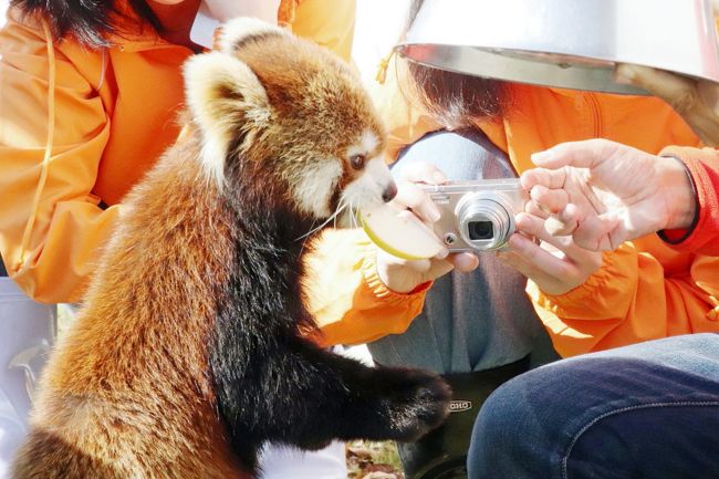 多くのレッサーパンダが生まれ育ってきた実績からレッサーパンダの西の聖地と呼ばれている福井県鯖江市の西山動物園。<br />今年2017年に赤ちゃんが生まれる前でも、ヤンヤン、キラリちゃん、たいようくん、ミルキーちゃん、ムータン、ティアラちゃん、ライトくん、ひかりちゃん、モッチー、咲弥ちゃん（※2017年11月20日に天王寺動物園にお嫁入り）と総勢10頭もいるレッサーパンダのお城です。<br />小さな小さな動物園なので、レッサーパンダ以外では、稀少なサルと何種類かの鳥類がいるくらいなので、初訪問のときには、正直、レッサーパンダがみんな寝てしまったときに時間を持てあますことを心配したくらいでした。<br />でも、いまは西山公園のふもとに魅力的な道の駅ができましたし、レッサーパンダ棟も自販機だけでなく、絵本やグッズ（非売品）がある休憩室が備わっていて、レッサーパンダたちが寝てしまっている間はゆっくり休憩していてもいいです。<br />ただ、今回は、午後２時から１時間限定で赤ちゃんの公開もあるので、動物園で過ごすこれまでより時間は長くなるだろうと思ったら……なんとトイレと、ちょっとだけリスザルの赤ちゃんや周りの景色を見た以外、レッサーパンダから全く離れられませんでした！<br />展示場のすぐ隣のレッサーパンダ棟の休憩室ですらも、おちおち休憩していられないくらいでした！<br /><br />それというのも、まずは、赤ちゃんの公開は１時間限定ではなく、午後１時半に登場してから閉園時間まで延長になっていたおかげです。<br />（※赤ちゃんの写真は、西山動物園編の後編の旅行記にまとめています。）<br />それと、暑さに弱いレッサーパンダにとって過ごしやすく、活動的になった秋から冬は、これだけの数のレッサーパンダがいれば、お昼寝に入る時間はずれるし、若いパンダほどお昼寝の時間は短く、誰かしら目を覚ましている状態が続きました。<br />そして2017年現在の西山動物園のレッサーパンダたちはみんな若いです。<br />１番年上のヤンヤンとキラリちゃんですら、2010年生まれの７才で、人間でいえばまだまだ働き盛り。あとは2013年生まれのたいようくんとライトくんとミルキーちゃんから2015年生まれのモッチーと咲弥ちゃんで、人間でいえばアラサーからハイテーンくらいかな。<br /><br />だけど、なにより、クラウドファンディングで寄付して権利を勝ち取った人たちによる飼育体験があったためでした。<br />西山動物園では毎日11時頃からフルーツ盛りのおやつがレッサーパンダにふるまわれるのですが、屋外展示場とレッサーパンダ棟とでは飼育員さんが別々なので、おやつは同時に与えられます。なので、全員が食べる様子をゆっくり見ている余裕はなく、あっという間に終わってしまいます。<br />それが、飼育体験が入ると、レッサーパンダにリンゴを食べさせるのがハイライトなので、レッサーパンダ１頭ずつに時間をかけてあげることになったのです。<br />その間、付き添っている飼育員さんは、どうすればレッサーパンダがリンゴを食べにきてくれるか指導しながら、それが同時にレッサーパンダたちの個性の紹介にもなっていました。<br />また、私を含め、それを見学している他の来園者が話しかけても、答えてくれるのでした。<br />おかげで、ふだんなら10分程度で終わってしまうフルーツ盛りのイベントは、全員が終わるまで１時間以上かかっていました！<br /><br />レッサーパンダを見に行くのに良い景色となって秋から、土日祝日は飼育体験の予定が常に入っているようです。<br />見ている方は、うらやましいと思いつつも、リンゴタイムのレッサーパンダは可愛いですから、楽しさのおこぼれを預かりますが、飼育員さんは半日はずっと飼育体験のお客さんにずっと張り付いていることになり、それがいつもの仕事にプラスされるわけですから、傍目で見ていて大変だと思いました。<br />でも、あれだけレッサーパンダたちがなついてくれるのだから、チャンスがあれば私もやりたいと思いました！<br />旅行記やブログやインスタグラムで飼育体験の様子を知ったときに比べると、実際に目の前で繰り広げられたのを見たインパクトは比べものにならなかったのです。<br />なにしろ、ちょっとでもこっちを向いてくれたら……と焦がれる相手が、飼育体験の人には、ごはんにつられて自ら寄っていき、笑顔を向け、可愛くおねだりし、ひざに手をついてリンゴを食べ、さわられても逃げないんですから！<br />バックヤードツアーのような、一般客に見えないところで行われるイベントよりも人気は急上昇しやすいだろうなとうなずけました。<br />一度体験した人もまた体験したくなるでしょうから、競争率はますます高くなりそうです。<br /><br />＜文化の日の３日連休を利用して鯖江の西山動物園と神戸の王子動物園ほ訪れた旅行記のシリーズ構成＞<br />□（１）鯖江編：サバエシティホテル前泊＆味彩よしみつでの贅沢海鮮グルメ＆道の駅の鯖江みやげの買い物＆桜が紅色づいた西山公園<br />■（２）西山動物園（前）超うらやましい飼育体験を傍観しながらフルーツ盛りを味わうレッサーパンダたちの可愛い姿をいつもより長く堪能！<br />□（３）西山動物園（後）Hello！レッサーパンダの赤ちゃんの梅香（めいしゃん）＆リスザルの赤ちゃんがママから独り立ちする姿を目撃<br />□（４）神戸編：初めて元町まで出てＲ＆Ｂホテル神戸元町前泊＆ちょっぴり買い足した神戸みやげ＆焼肉六甲食べ放題と新神戸駅和食レストラン臼臼グルメ<br />□（５）王子動物園（午前編）キュートで短足なジャイアントパンダのタンタンちゃん＆コアラの子供の桜花ちゃん＆カピバラの四つ子の赤ちゃん＆カバの赤ちゃんの出目丸くん、会いたかった！<br />□（６）王子動物園（午後編）Hello！レッサーパンダの赤ちゃんのジャズくんとメロディちゃん！～リンゴタイムのガイヤ・パパと甘くないママのミンファちゃん～癒されるアシカ家族＆勢揃いのフラミンゴの美しさ<br /><br />※順不同で作成しています。<br /><br />西山動物園の公式サイト<br />https://www.city.sabae.fukui.jp/nishiyama_zoo/<br /><br />＜タイムメモ（西山動物園詳細版）＞<br />【2017年11月２日（木）】<br />18:33　東京駅始発 新幹線ひかり527号に乗車<br />20:44　米原駅到着<br />20:56　米原駅発 JR特急しらさぎ15号に乗車<br />21:50　鯖江駅に到着<br />（タクシーでホテルに向かう（670円））<br />22:10頃　サバエシティホテルにチェックイン<br />22:20-23:20　１階の味彩よしみつで夕食<br />（ラストオーダー23:00）<br /><br />【2017年11月３日（金）】<br />07:30　起床（06:30に一度起きたが二度寝）<br />08:10-08:30　ホテルの朝食バイキング<br />08:45　ホテルをチェックアウト<br />08:50　西山公園に到着<br />09:00　開園と同時に西山動物園に入園<br />09:00-12:30　レッサーパンダ<br />（11:30頃から飼育体験の人による食事タイム１時間程）<br />12:30-12:40　リスザル<br />12:40-12:55　レッサーパンダ<br />12:55-13:20　休憩<br />13:20-16:30　レッサーパンダ<br />（13:20には梅香ちゃん登場～閉園時間まで）<br />（15:15頃から出入口開放）<br />16:40-17:00　道の駅で買い物<br />17:05　荷物を取りにホテルに戻る<br />17:15頃　タクシーでJR鯖江駅へ（690円）<br />17:31　特急サンダーバード36号大阪行きに乗車<br />19:16　新大阪駅に到着<br />（終点ではなかったが京都で大勢乗客が下りて余裕ができた）<br />19:29　新大阪駅始発 新幹線こだま761号広島行き各駅停車に乗車<br />19:41　新神戸駅に到着<br />20:05-20:20　新神戸駅前で買い物<br />（地下鉄西神・山の手線とJR神戸線を乗り継いで元町駅へ）<br />20:55　Ｒ＆Ｂホテル神戸元町にチェックイン<br />（JR元町駅は西口でないとエレベーターがない）<br />21:30-22:45　焼肉六甲元町店で夕食（食べ放題コース２時間）<br /><br />【2017年11月４日（土）】<br />06:30　起床<br />07:35-07:55　ホテルの無料朝食<br />08:05　ホテルをチェックアウト<br />08:30　JR神戸線 元町駅発に乗車<br />08:39　灘駅に到着<br />08:45頃　王子動物園前に到着<br />09:05-16:30　王子動物園（開園09:00）<br />17:45頃　元町のホテルに荷物を取りに行った後、新神戸駅に到着<br />（元町から地下鉄海岸線と西神・山の手線を利用）<br />17:50-18:25　改札前のレストラン「臼臼」で夕食<br />19:25　新神戸駅発 新幹線のぞみ54号に乗車<br />（早い時間の新幹線に変更せず待合所で写真チェック）<br />22:05　品川駅に到着<br />00:10頃　帰宅<br /><br />＜これまでの鯖江＆西山動物園初訪問時の前泊ホテルやグルメの旅行記＞<br />2016年６月２日（前泊）～６月３日<br />「初夏の鯖江・神戸のレッサーパンダを求めて北陸から近畿へ（２）【鯖江編２】西山動物園レッサーパンダ特集：会いたかったラブラブなムータン・ティアラと初めましてのシュンシュンくんとミルキーちゃん再会」<br />http://4travel.jp/travelogue/11139054<br />「初夏の鯖江・神戸のレッサーパンダを求めて北陸から近畿へ（３）【鯖江編３】西山動物園の新レッサーパンダのいえ特集＆ヤンヤン・キラリ・モッチー・咲耶のレッサーパンダ親子＆その他の動物をちょっとだけ」<br />http://4travel.jp/travelogue/11139059<br /><br />2015年11月２日（前泊）～11月３日<br />「北陸新幹線で行く長野・石川・福井３県３園レッサーパンダ動物園めぐり（９）【鯖江・西山動物園】ついに訪れたレッサーパンダのホームタウン西山動物園！～たいようくん・ミルキーちゃん・ひかりちゃんとキラリちゃんと双子の赤ちゃん」<br />http://4travel.jp/travelogue/11076725<br />「Hello！レッサーパンダの赤ちゃん～毛玉がよちよち木を渡る！ モッチーくんと咲弥ちゃん、福井県鯖江市の日本一小さい動物園にて」<br />http://4travel.jp/travelogue/11072895<br /><br />※これまでの動物旅行記の目次を作成済。随時更新中。<br />「動物／動物園と水族館の旅行記～レッサーパンダ大好き～　目次」<br />http://4travel.jp/travelogue/10744070<br /><br />※そのうち、これまでの鯖江＆西山動物園の全旅行記のURL集はシリーズ最初の旅行記「レッサーパンダの赤ちゃん求めて鯖江と神戸の動物園遠征とグルメの旅（１）鯖江編：サバエシティホテル前泊＆味彩よしみつでの贅沢海鮮グルメ＆道の駅の鯖江みやげの買い物＆桜が紅色づいた西山公園」の末尾に掲載しました。<br />https://4travel.jp/travelogue/11300730<br />