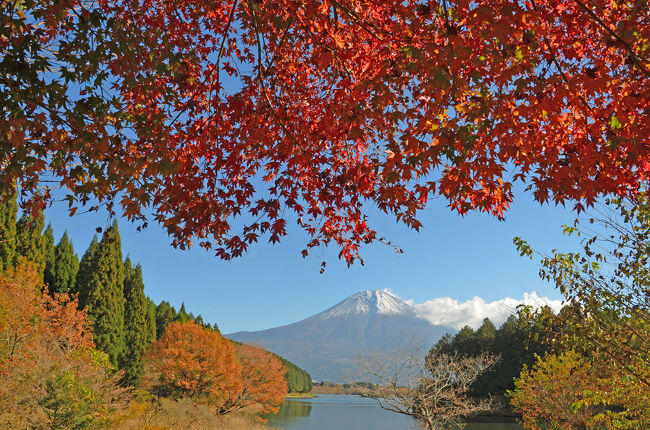 そろそろ富士宮市北部の紅葉が見頃になっているかなと言う事で、“田貫湖”や“白糸の滝”に行って来ました。<br />そして、田貫湖はそんなに期待していなかったのですが、綺麗な紅葉と富士山のコラボを見ることが出来ました。<br />たくさん撮ってきて枚数が多くなりましたので、前編、後編に分けました。<br />今回は前編です。<br /><br />※一番下の地図の画像に番号を入れてあります。画像の説明の最後に場所を表示してあります。(地図は、田貫湖キャンプ場のHPよりコピーさせて貰いました。)<br /><br />★田貫湖キャンプ場のHPです。<br />http://tanukiko.com/tanukiko/<br /><br />★富士宮市役所のHPです。<br />http://www.city.fujinomiya.lg.jp/<br /><br />★休暇村富士の紹介ページです。<br />https://www.qkamura.or.jp/fuji/<br /><br />★田貫湖キャンプ場のHPです。<br />http://tanukiko.com/