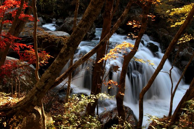 ☆２０１７年福島県の紅葉狩りもだんだん終盤を迎えてきました。<br />第６弾では奥羽山系の滑川砂防ダムの素晴らしい水鏡の紅葉を満喫しましたが満喫したのは午前中で、一旦我が家へ戻り昼食を取り、<br />第７弾目は中通りの平野部を挟んで反対側の阿武隈山地平田村の山鶏滝渓谷の紅葉を愛でてきました。<br />自分の休日とは言え、早朝から夕方までまさに紅葉三昧、身も心も真っ赤かです(^^♪。<br /><br />忙しない紅葉狩りですが、一年でも紅葉の見頃はこの時この一瞬しかないので真っ赤かに染まるのも悪くはないもんです(^^ゞ。<br />阿武隈山系は奥羽山系と違い熊はほとんど生息していないので、<br />熊除け鈴を身に付けなくとも安心して見て回れるのも嬉しいポイントです。<br /><br />さて、山鶏滝渓谷は我が家から近いので定番中の定番ですが<br />今年はどんな錦を見せてくれたでしょう・・・・・<br /><br /><br />