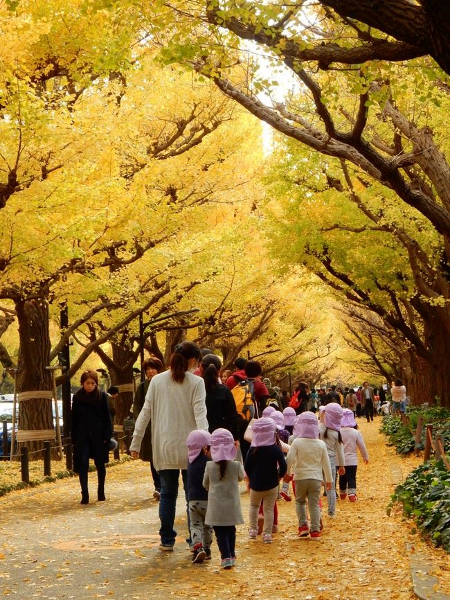 神宮外苑のいちょう並木が、今年は例年より早く黄葉が始まったとのニュースを聞き、出かけてきました。<br />　＜さんぽコース＞<br />　　神宮外苑いちょう並木～新国立競技場（仮称）～明治神宮～代々木公園<br />