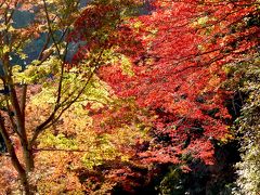 鳥居観音と、きらめく真っ赤な紅葉！映画「ドールズ」のロケ地！