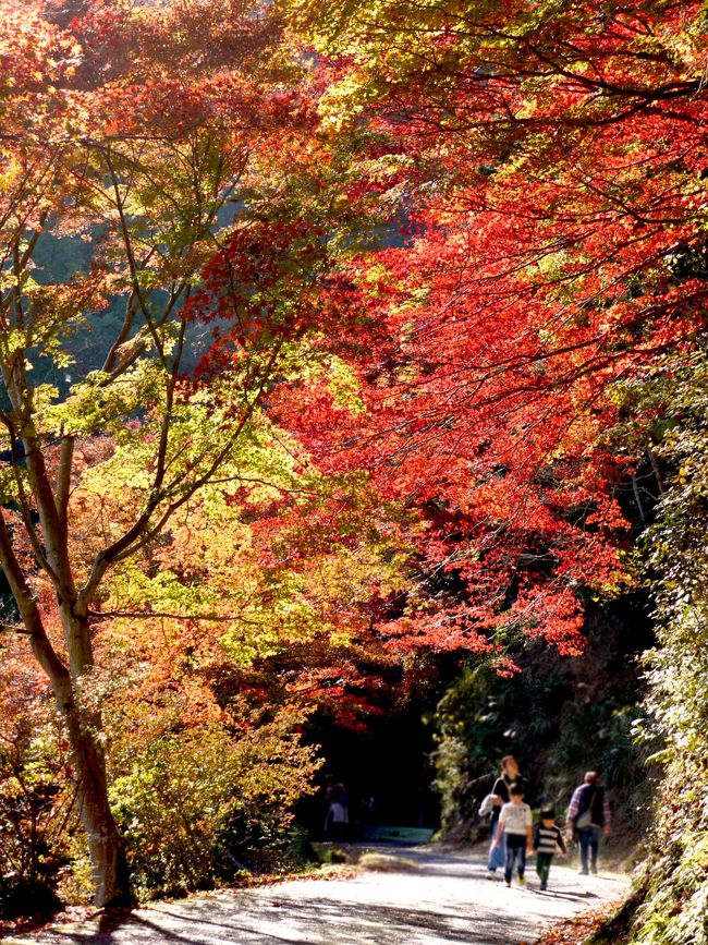 紅葉の時季に行ってみたかった場所。<br /><br />北野武監督の映画「ドールズ」のロケ地として知られている<br />モミジやカエデの大変美しいスポット。<br /><br />以前２月にいったらまだ雪が残っていたのでリベンジとして今回訪問しました。<br />行こうと思った日にちが、ちょうどお祭りの日でにぎわっていました。<br /><br />ファミリー層がとても多かったです。<br />気軽なハイキング気分が味わえる場所です。<br /><br />観音様にも登れました！