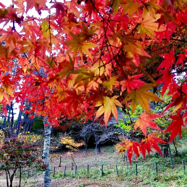 平日に紅葉を見に行ってきました。<br />高尾山は、土日ぐらいの混雑ぶりでした。<br />奥高尾はハイカー達がのんびりしていました。