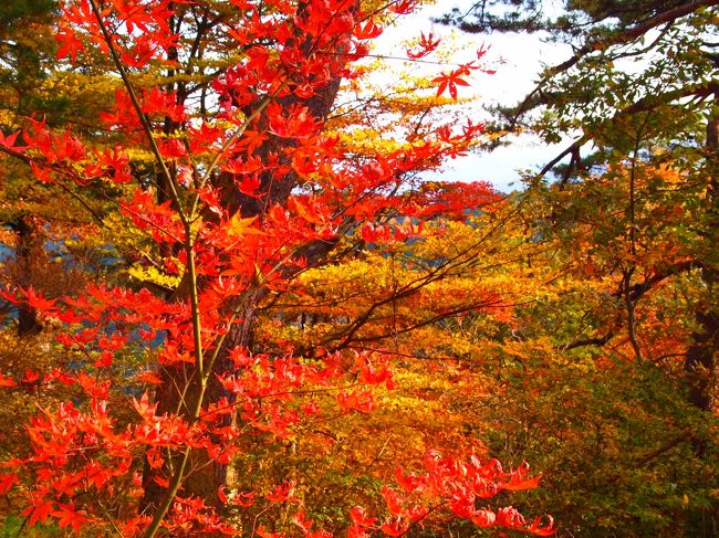 先月の秩父のイチョウ並木を楽しみまた来月も紅葉狩りへ行こう！とお友達と約束。次は何処へ行こうか～<br />お友達が東京の山奥奥多摩にひっそり佇むオススメな釜めし屋さんがあるよ！<br />では！奥多摩に決定！！<br />釜飯と紅葉狩り両方楽しめるね♪<br />