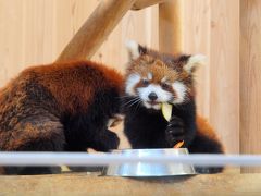 レッサーパンダのあかちゃん梅香に会いに西山動物園へ　西山公園の見事な紅葉　ランチはヨーロッパ軒のソースかつ丼