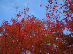 嵯峨野で色とりどりの紅葉詣で