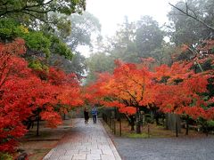 光明寺の紅葉　長岡京市