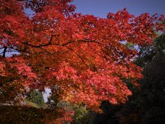 三景園の紅葉見学・・もみじまつり開催中！！