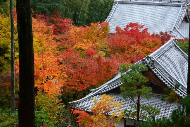 京都の紅葉　11月18日の撮影になります。<br />紅葉もいよいよまさに見頃となってきました。<br />今年は昨年より２～３日、例年より５日ほど早い染まりです。<br />撮影を始めると寒さや人の目を忘れ没頭しておりました（笑）<br />撮影場所は、臥雲橋　⇒　光明院　⇒　圓光寺　⇒詩仙堂<br />雨の中の撮影となりましたがどこも人が多く<br />各地とも紅葉は見頃を迎えております。<br /><br />写真を撮るのがこんなに楽しいなんて・・・<br />そして日本に生まれて良かった～！