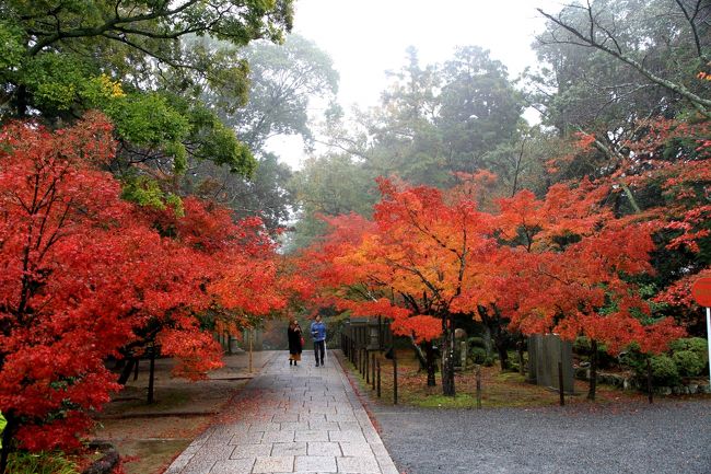 光明寺の紅葉　長岡京市<br /><br />この日の最後の訪問地、光明寺のもみじ狩りです。<br /><br />ガラガラの臨時駐車場（１回１０００円）に駐車し徒歩数分で光明寺です。<br />雨は上がりましたが、紅葉はこれから見頃を迎えるのでしょう。