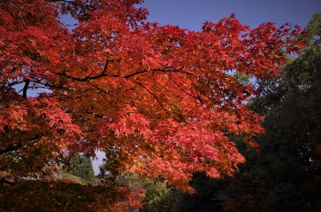 　　　　”もみじまつり”開催中！！<br /><br />　広島空港のすぐ隣に「三景園」という人工庭園があります。この庭園は、１９９３年１０月に三原市本郷に開港した「広島空港」を記念して造られた庭園で、そのおよそ６ヘクタールの広さがあります<br /><br />　毎年秋になると「もみじまつり」が開催されているので、行ってきました。11月３日から１９日まで開催されるのですが、園内の潮見亭（ちょうけんてい）和室では秋の味覚会、お茶会、いろんな物を販売するコーナー、ライトアップなどのイベントが開催されます。<br /><br />　実は、土曜日にのみ行われるライトアップを狙っていたのですが、どうしても都合がつかず行くことができなかったのが心残りでした。<br /><br />　この日はまずまずの天気でしたが、庭園の紅葉を求めて近郊から行楽客がやってきていました。この庭園は秋の紅葉だけでなく春はしだれ桜、梅園鑑賞、夏は紫陽花、菖蒲園を、秋はもみじまつり、観月会と四季を通して楽しむことができるのです。<br /><br />　この庭園で、”行楽の秋”を楽しむことができました。つたない写真ばかりですが、紹介させて頂きます。<br />