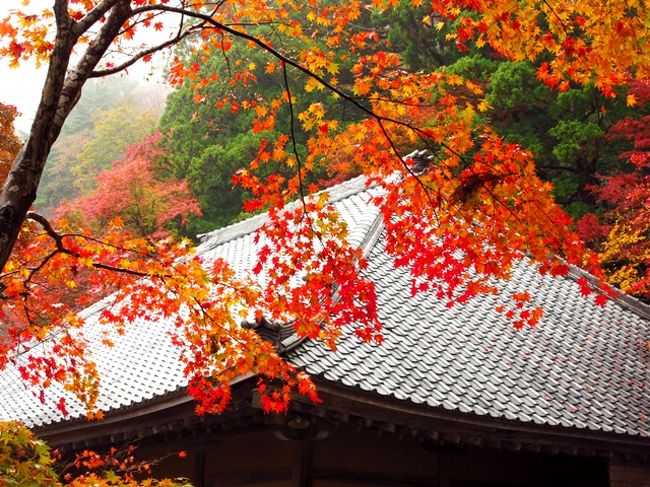 紅葉の日吉大社と永源寺 百済寺へ 湖東三山 多賀 東近江 滋賀県 の旅行記 ブログ By Tomoさん フォートラベル 紅葉の日吉大社と永源寺 百済寺へ 湖東三山 多賀 東近江 滋賀県 の旅行記 ブログ By Tomoさん フォートラベル