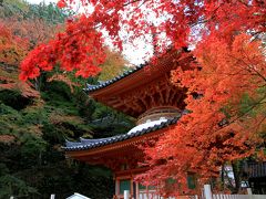 牛滝山　大威徳寺の紅葉　見頃です。