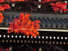 京都の秋散歩 金戒光明寺