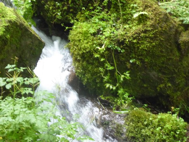 8月1日-20日、恒例の軽井沢避暑バカンスに行きました♪<br />観光・グルメをたっぷりと楽しんできました♪<br /><br />☆Vol2:嬬恋村♪<br />嬬恋村の鹿沢温泉。<br />天然雪のスキー場で有名。<br />その湯の丸高原へ通じる道路沿いに「たまだれの滝」がある。<br />美しい森の中にあり、<br />森林浴にはいい。<br />小路には蛇が走り抜け、びっくり。<br />滝といってもちょろちょろしか落ちていない小さなものだが、<br />今年は雨が多く、水量が多くなっている。<br />ゆったりと眺めて♪