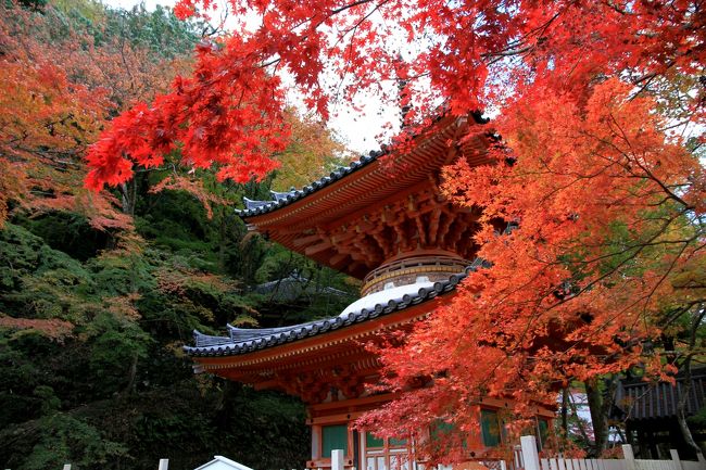 牛滝山　大威徳寺の紅葉<br /><br />今年初めての晴天の日の紅葉鑑賞。<br />今まではいつも雨降りの中の紅葉狩りだったので、気持ちも晴れやかにでかけました。<br />自宅らか車で数十分の牛滝山大威徳寺。紅葉の名所です。<br />たくさんの人出でした。<br />紅葉も見頃で、無料の広い駐車場もほぼ満車状態でした。<br />重文の多宝塔と真っ赤な紅葉との組み合わせが特に綺麗です。<br />