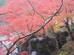 京都定期観光バス(大津・日本遺産の紅葉巡りと西教寺の菊料理）