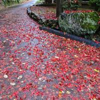 紅葉の横蔵寺・華厳寺と岐阜市内散歩