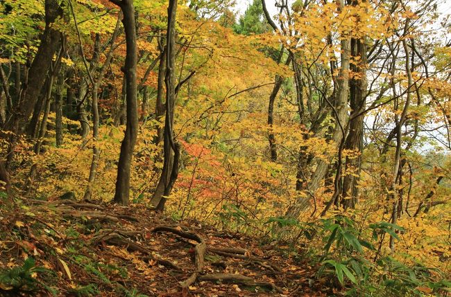 紅葉とクラゲに会いに秋の東北へ （3）またまた黄金色の森　高瀬峡でのハイキング