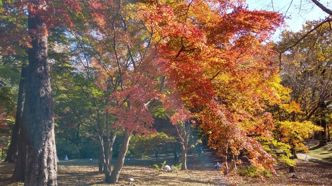 「国営武蔵丘陵森林公園」に初めて行ってきました！<br /><br />カエデの紅葉がちょうど見頃でした！<br /><br />総面積・304ヘクタール　東西約１km、南北約４ｋｍの<br />広大な面積の公園内は、レンタサイクルや周遊バスでも周れます！<br /><br />園内にはレストランやわんぱく広場、梅や桜など四季折々の樹木や草花<br />プールや様々なイベントなどで１年中楽しめそうです！