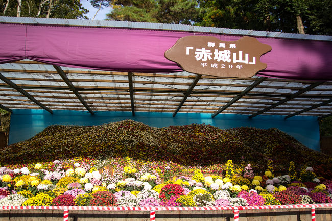 「弥彦菊祭り」は全国隋一の規模を誇る菊花大展覧会です。今年は11月1日~11月24日までの開催。今年の週末はずっと天気が悪く、なかなか行く気力がわかず・・・。13日の月曜は晴れるということで、行ってきました。<br />菊祭りの頃は弥彦公園の紅葉も重なり、観光バスも多く、車も駐車場に入るために渋滞しますので、今回は電車で行ってみることにしました。<br />新潟ー吉田間は1時間に1本ほどあるのですが、吉田-弥彦間の電車が少なく、思いの他、電車も混んでいました。<br />弥彦の観光エリアは狭いので、駅から弥彦神社までは徒歩10分程です。限られた時間で楽しい散策ができました。<br /><br />行き<br />新潟駅(9:22)→ 吉田駅(10:19)乗換(10:24)→ 弥彦駅(10:32)<br /><br />帰り<br />弥彦駅(15:15)→ 吉田駅(15:24)乗換(15:39)→ 新潟駅(16:33)<br />