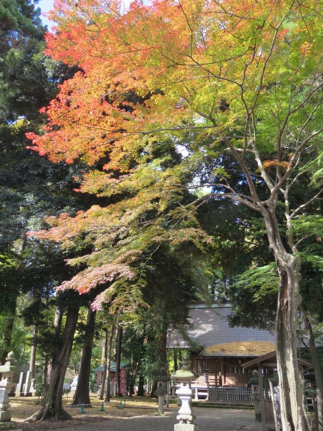 11月16日、午後0時半頃に多聞院での紅葉風景を楽しんだ後、その隣にある神明社を訪問した。　この神明社は毎年、正月にはこの付近の人々が沢山三社詣りで訪問する場所であるが、この時期は多聞院の方に沢山の人が訪れて神明社の境内は森閑としている。　今回は数少ない紅葉を愛でながら、神明社の奥にある鎮守の森「花の小径」を歩いて見た。<br /><br /><br /><br />*写真は紅葉で美しい神明社の境内