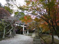 岐阜・本巣へ富有柿買い出し ＆ 滋賀・多賀の胡宮神社で紅葉見物