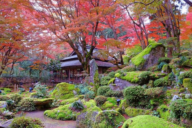 『教林坊』は、滋賀県安土町にある、1400年前に聖徳太子により開創された由緒ある寺『観音正寺』の塔頭の一つ。<br /><br />寺名の『教林』とは太子が林の中で教えを説かれたことに由来し、境内には「太子の説法岩」と呼ばれる大きな岩と、ご本尊を祀る霊窟が残され「石の寺」とも呼ばれています。<br /><br />このお寺は初夏の苔と青紅葉も大変美しく、書院からのお庭の眺めを写した写真を見たことがあり、秋の紅葉の姿もぜひ見たいと思っていました。<br /><br />今、ちょうど紅葉が美しい時期で、今秋の紅葉狩りの場所を友人相談し、「教林坊は辺鄙なところにあるけれど、行ってみようか」ということになりました。