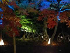 国営武蔵丘陵森林公園のカエデ　その２．紅葉見ナイト★