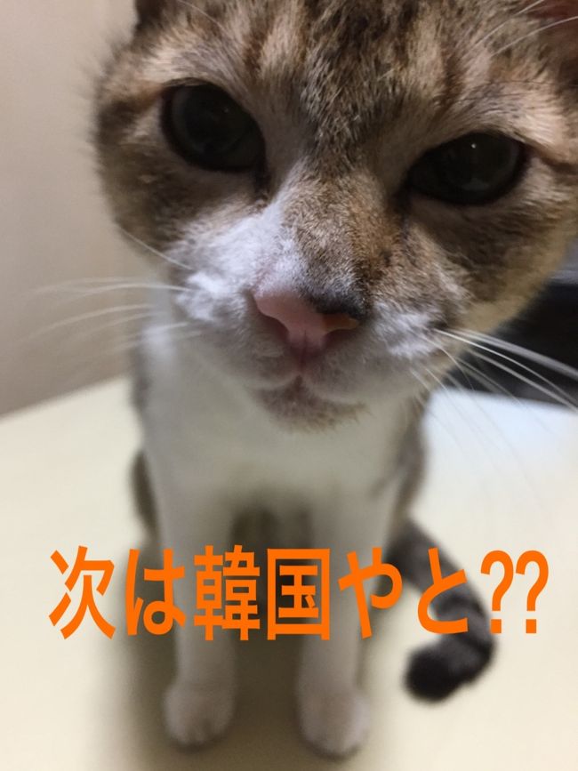 6日間で食べまくり!釜山を中心に新しい食を発見しに行きたいです。