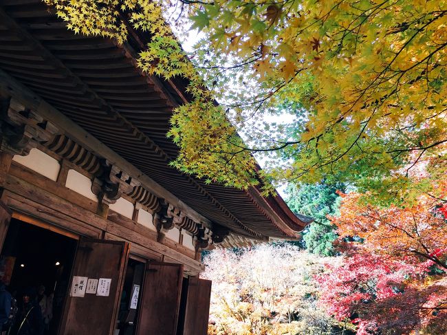 少しは親孝行出来たかな☆ 1年前から企画していた滋賀・湖東の紅葉狩りを、両親と楽しんだ2日間